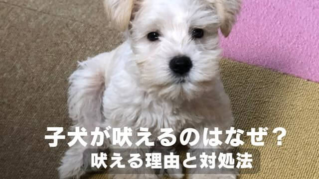 子犬が吠える理由
