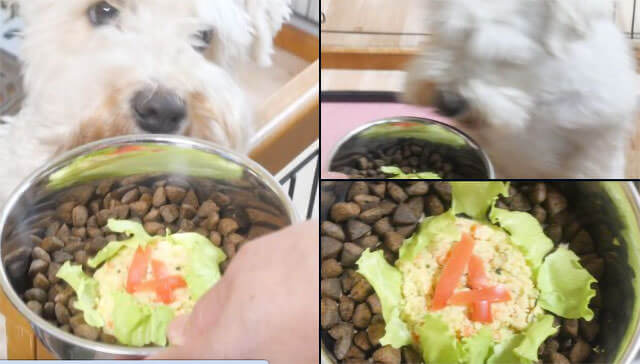 ペトコトフーズ